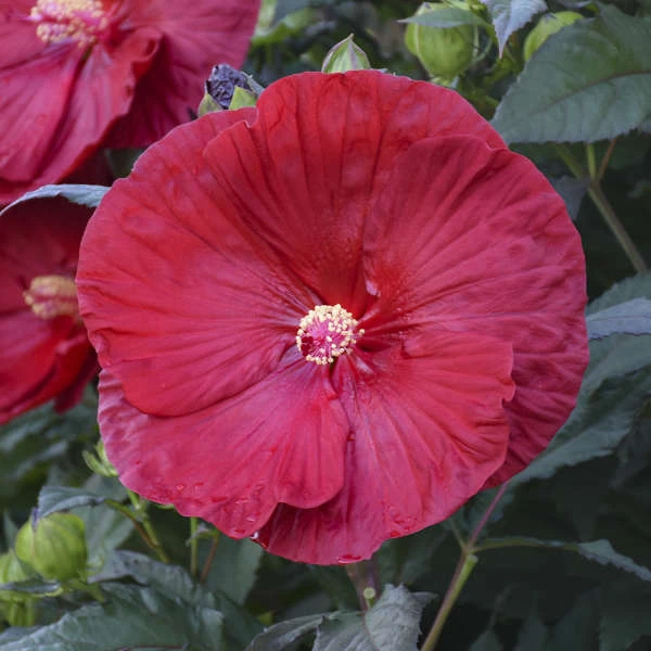 Summerific® 'Cranberry Crush' Perennial Hibiscus - Image 4