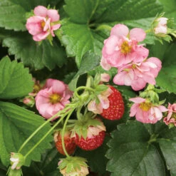 Berried Treasure® Pink Everbearing Strawberry