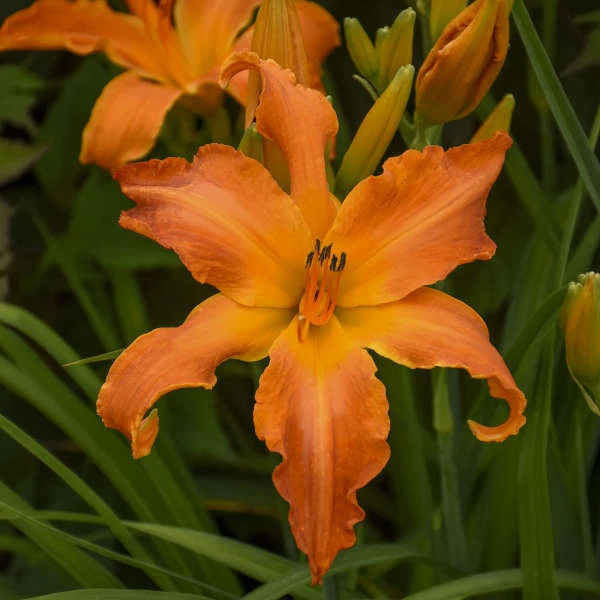 Rainbow Rhythm® 'Primal Scream' Daylily