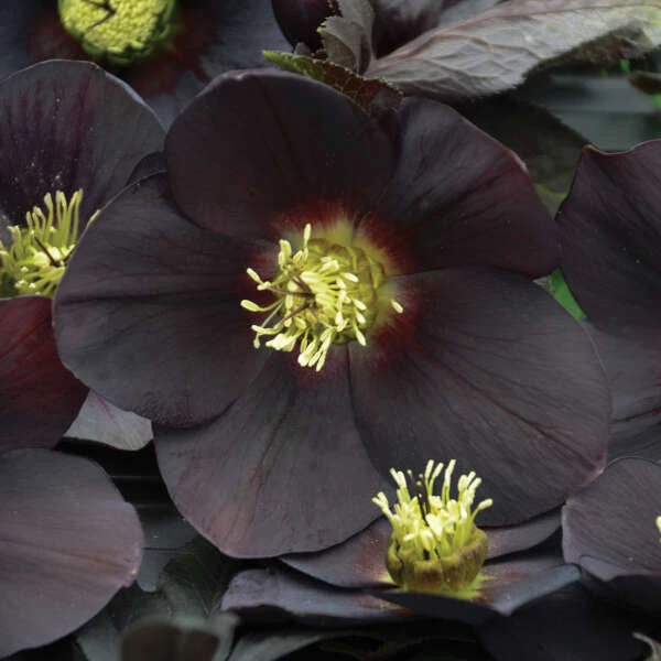 Honeymoon® New York Night Lenten Rose - Image 2