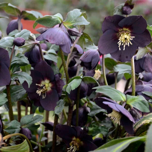 Honeymoon® New York Night Lenten Rose - Image 3