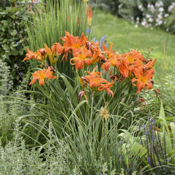 Rainbow Rhythm® 'Primal Scream' Daylily - Image 3
