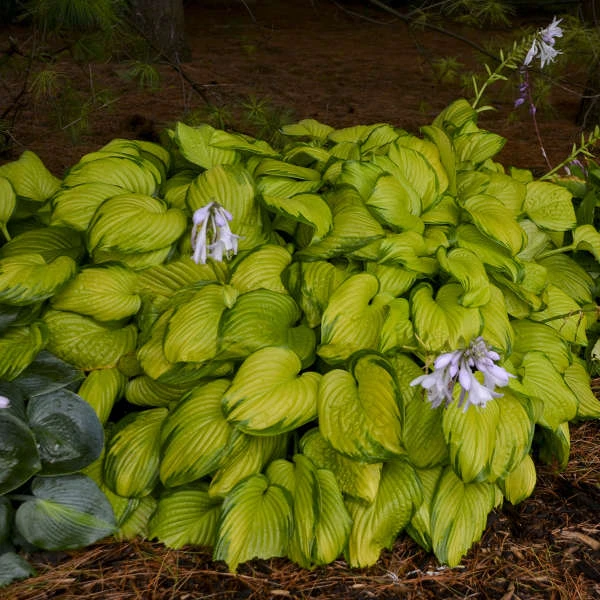 'Stained Glass' Hosta - Image 2