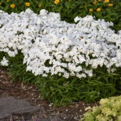 'Opening Act White' Hybrid Phlox