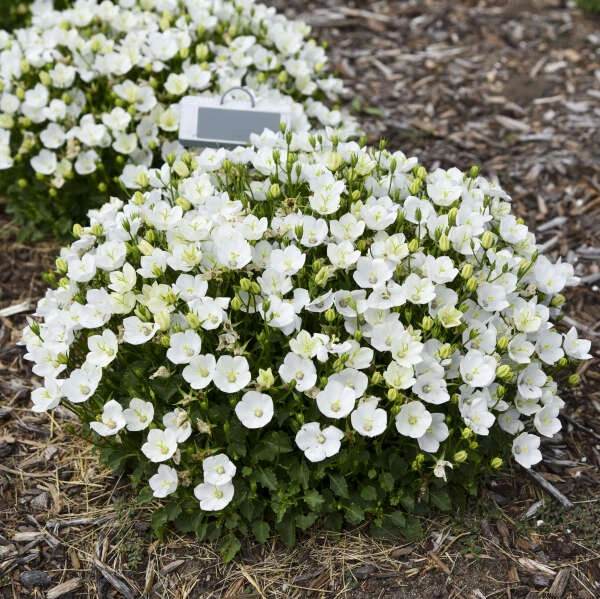 Mini Marvels™ Starbright Bellflower - Image 2