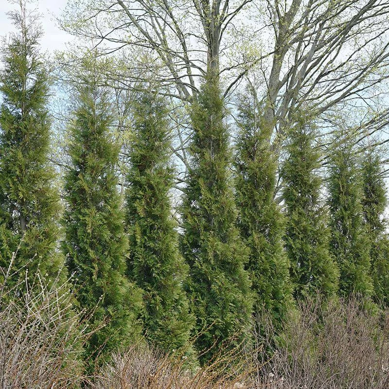 Full Speed A Hedge® 'American Pillar' Arborvitae - Image 5