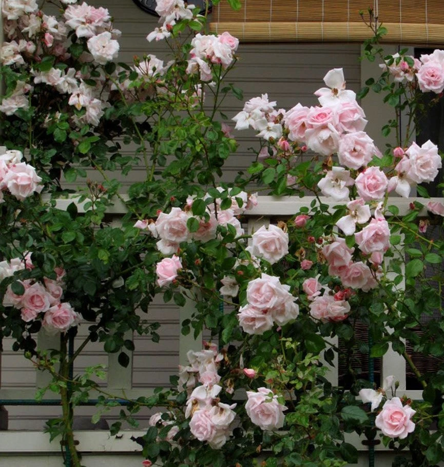 Climbing Rose Collection - Image 3