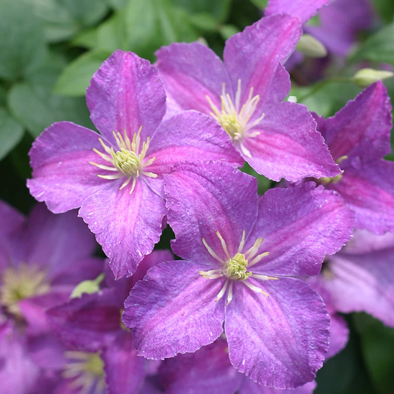 Jolly Good™ Clematis - Image 3
