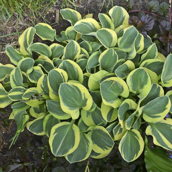 'Mighty Mouse' Hosta