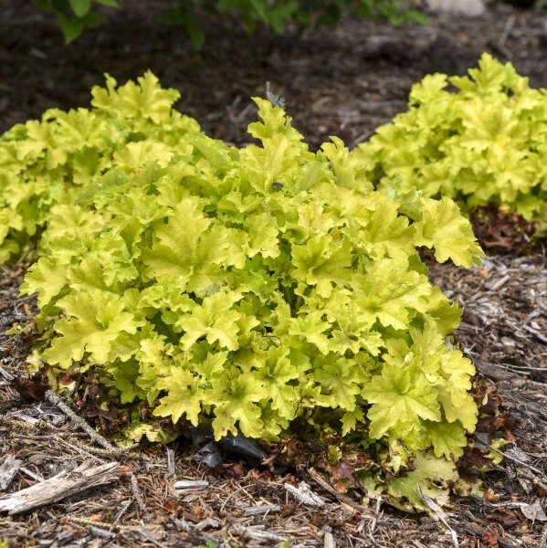 Dolce® 'Apple Twist' Coral Bells - Image 4