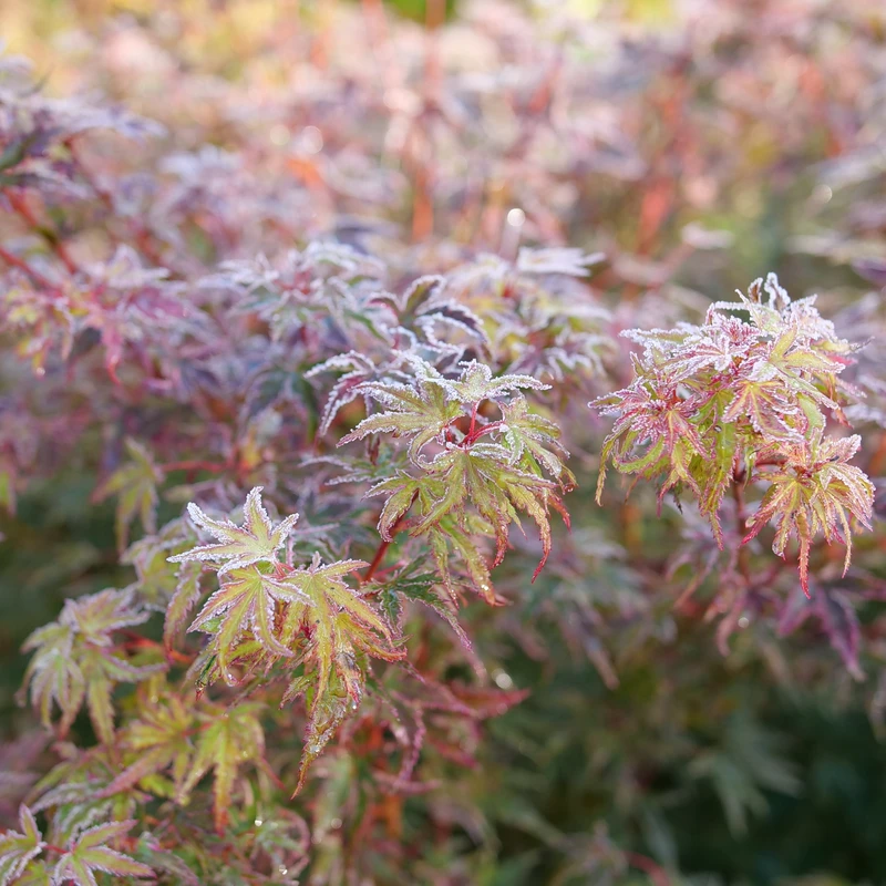 Metamorphosa™ Japanese Maple - Image 3