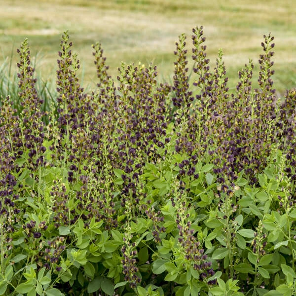 Decadence® 'Dark Chocolate' False Indigo - Image 2
