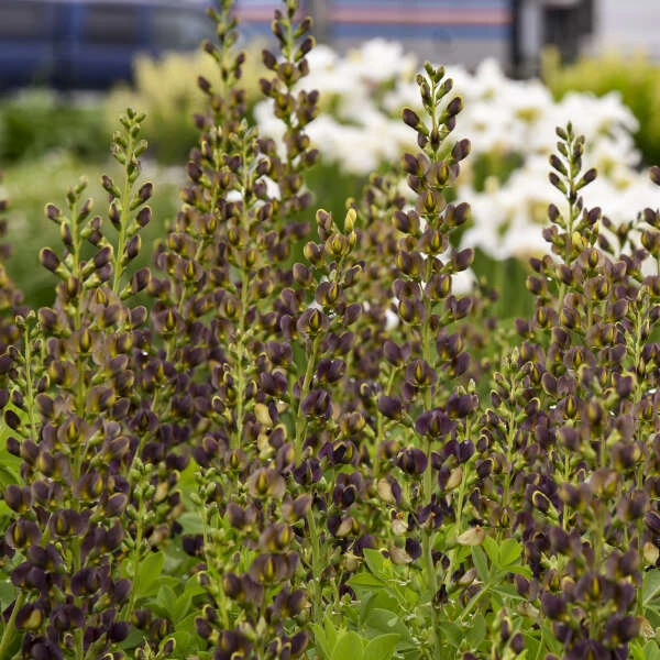 Decadence® 'Dark Chocolate' False Indigo - Image 3