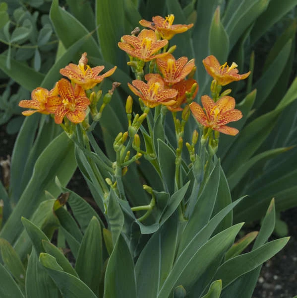 'Freckle Face' Blackberry Lily - Image 2
