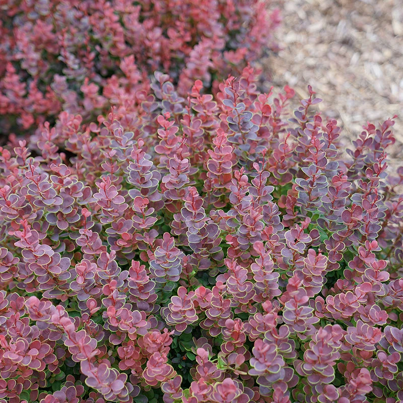 Sunjoy Mini Maroon® Barberry - Image 2