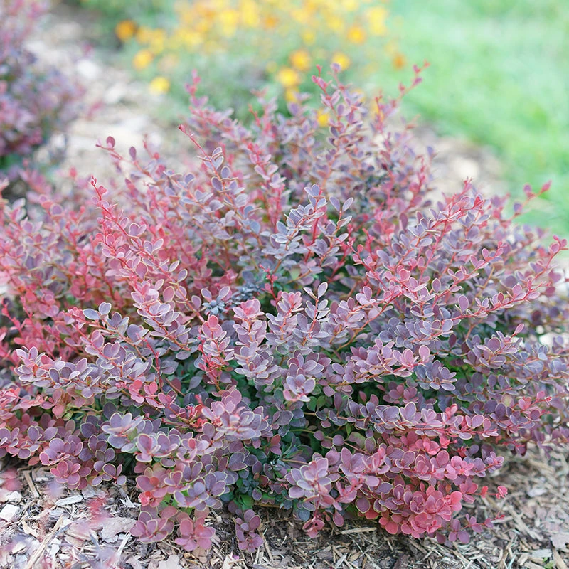 Sunjoy Mini Maroon® Barberry