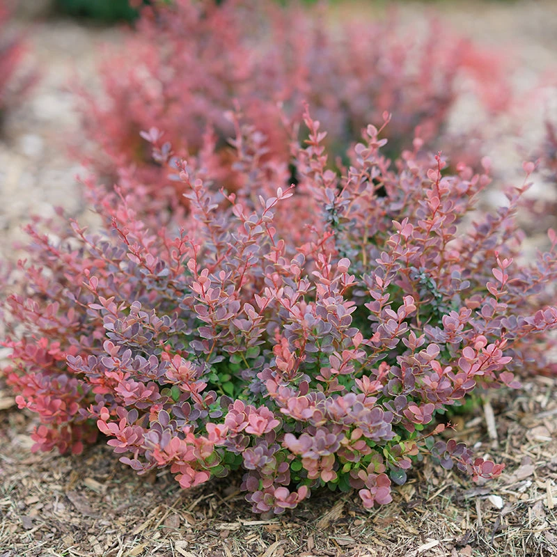 Sunjoy Mini Maroon® Barberry - Image 6