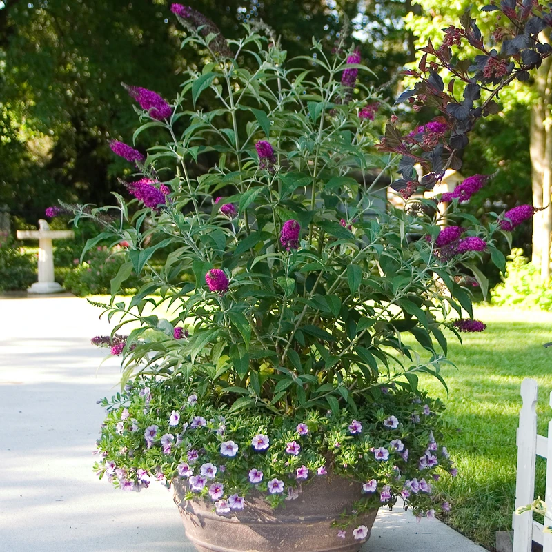 'Miss Ruby' Butterfly Bush - Image 3