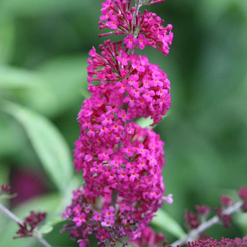 'Miss Ruby' Butterfly Bush - Image 4