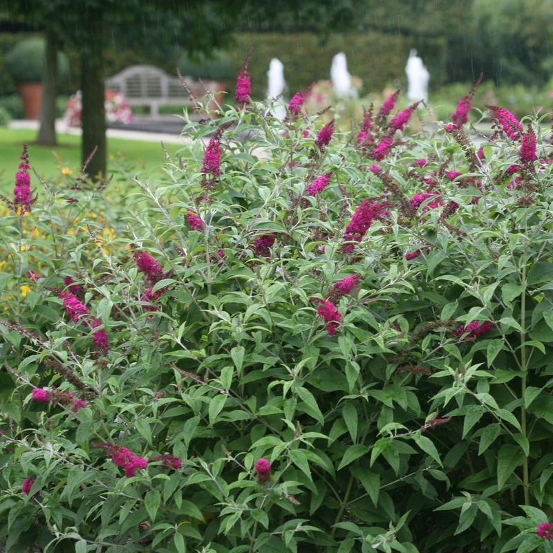 'Miss Ruby' Butterfly Bush - Image 2