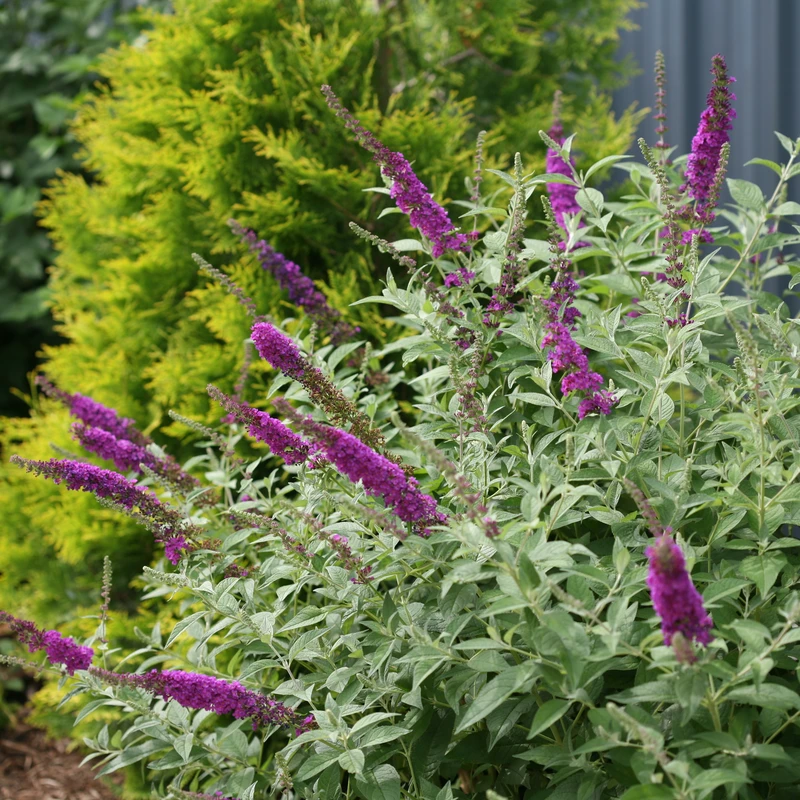 'Miss Violet' Butterfly Bush - Image 4
