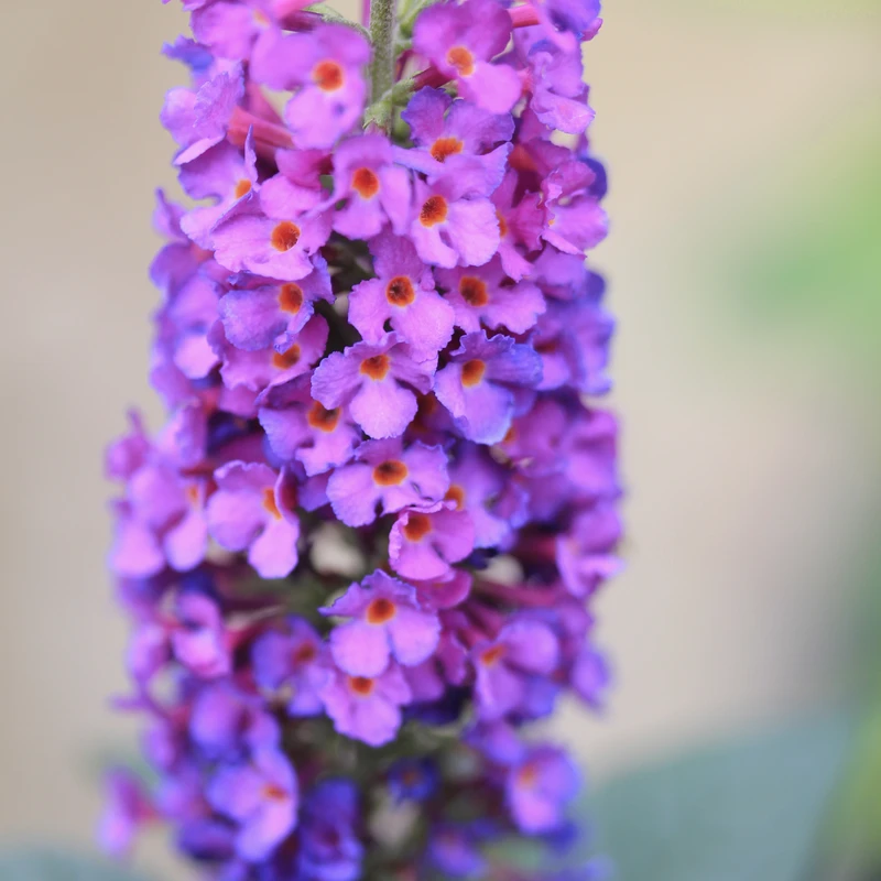 'Miss Violet' Butterfly Bush - Image 2
