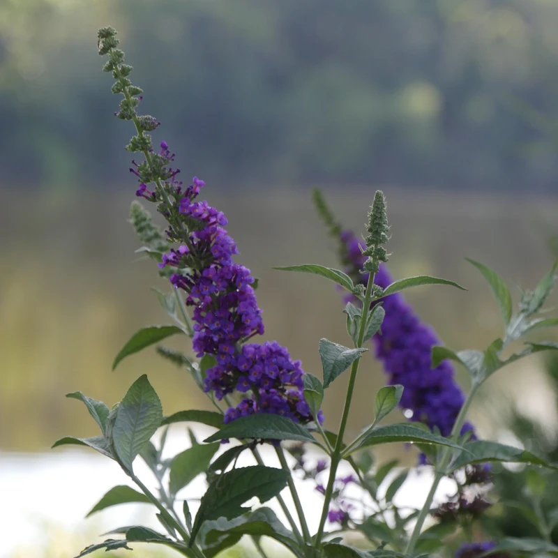 'Miss Violet' Butterfly Bush - Image 3