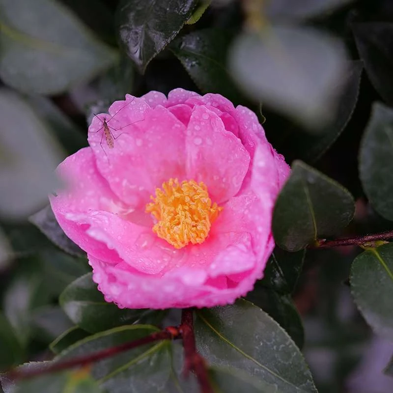 Just Chill™ Double Mauve Camellia - Image 2