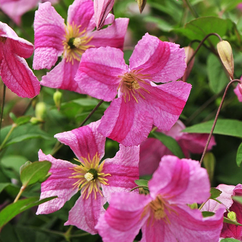 Pink Mink® Clematis - Image 2