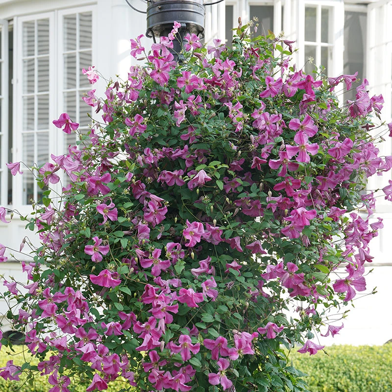 Pink Mink® Clematis - Image 3