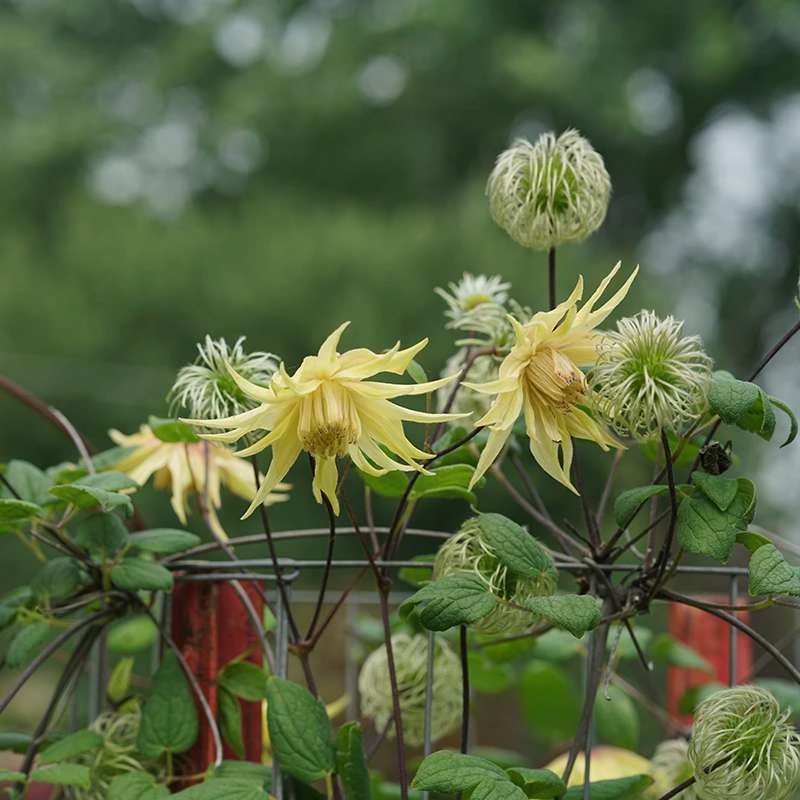 Funyella™ Clematis - Image 3