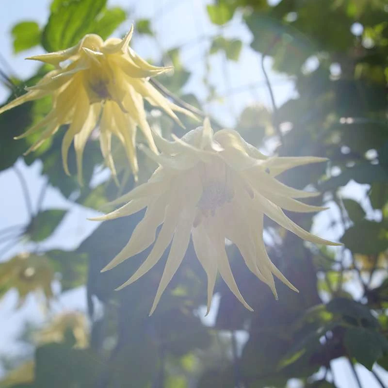 Funyella™ Clematis - Image 4