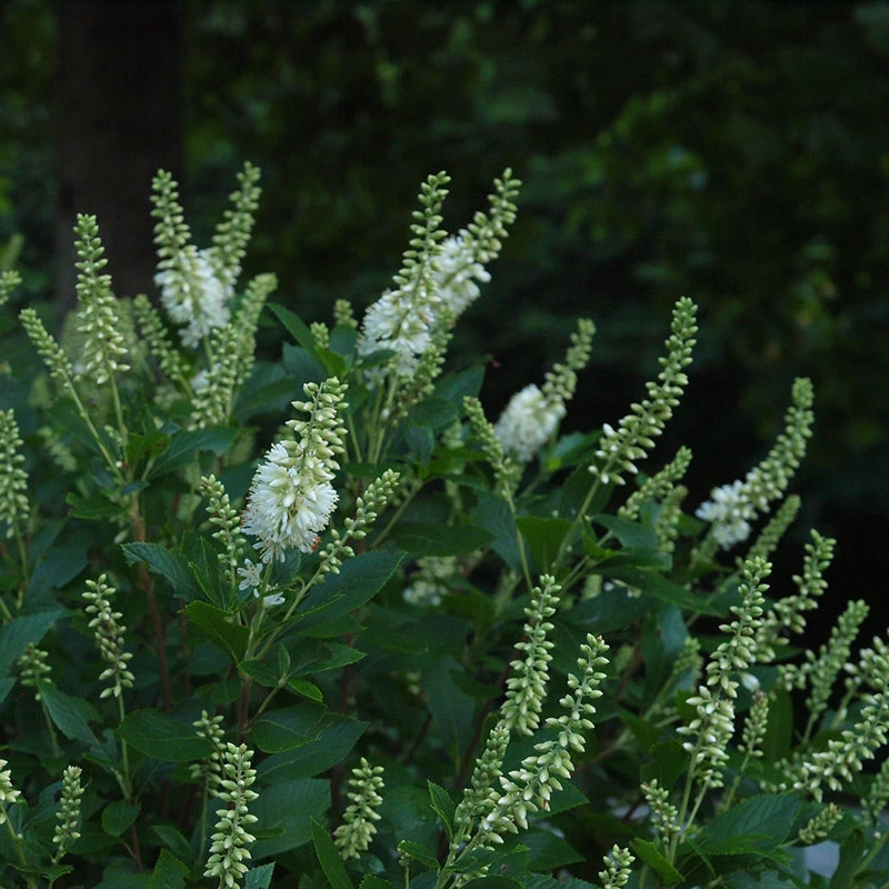 Sugartina® 'Crystalina' Summersweet - Image 4