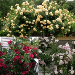 Climbing Rose Collection