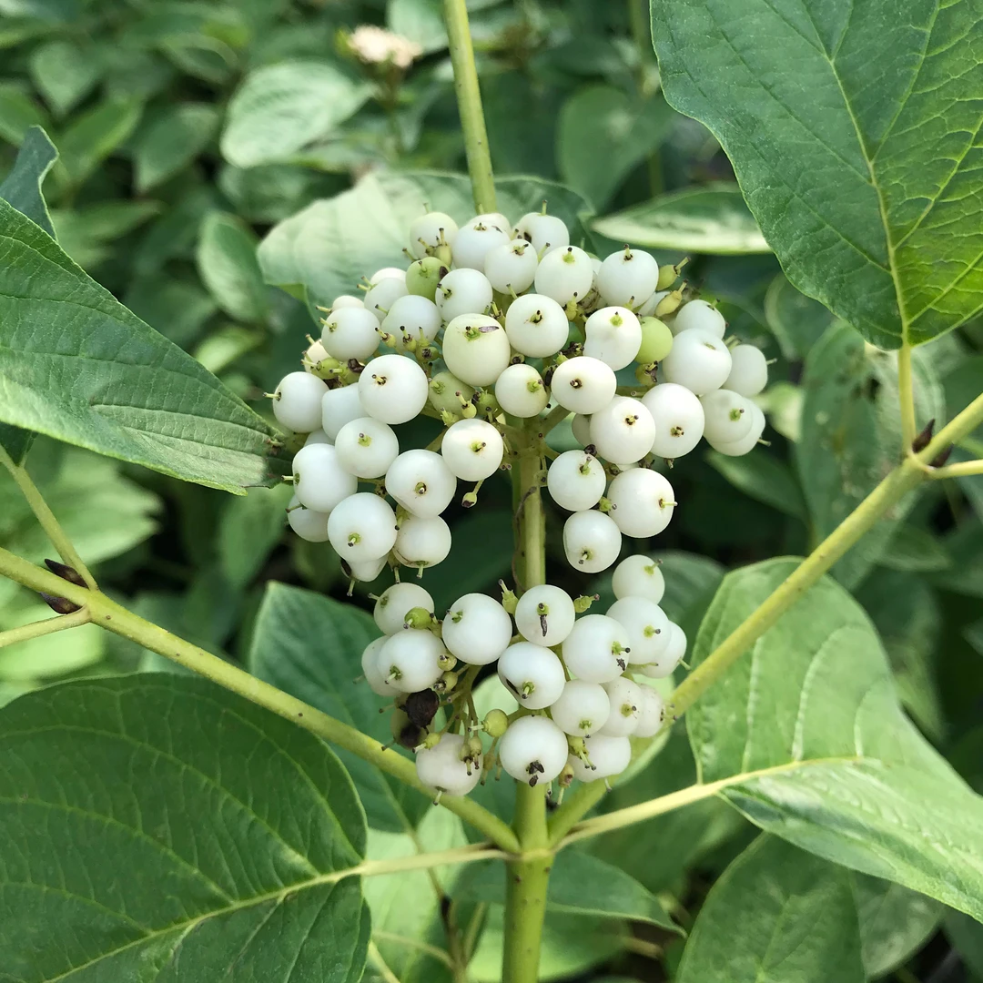Arctic Fire® Yellow Red-Twig Dogwood - Image 5