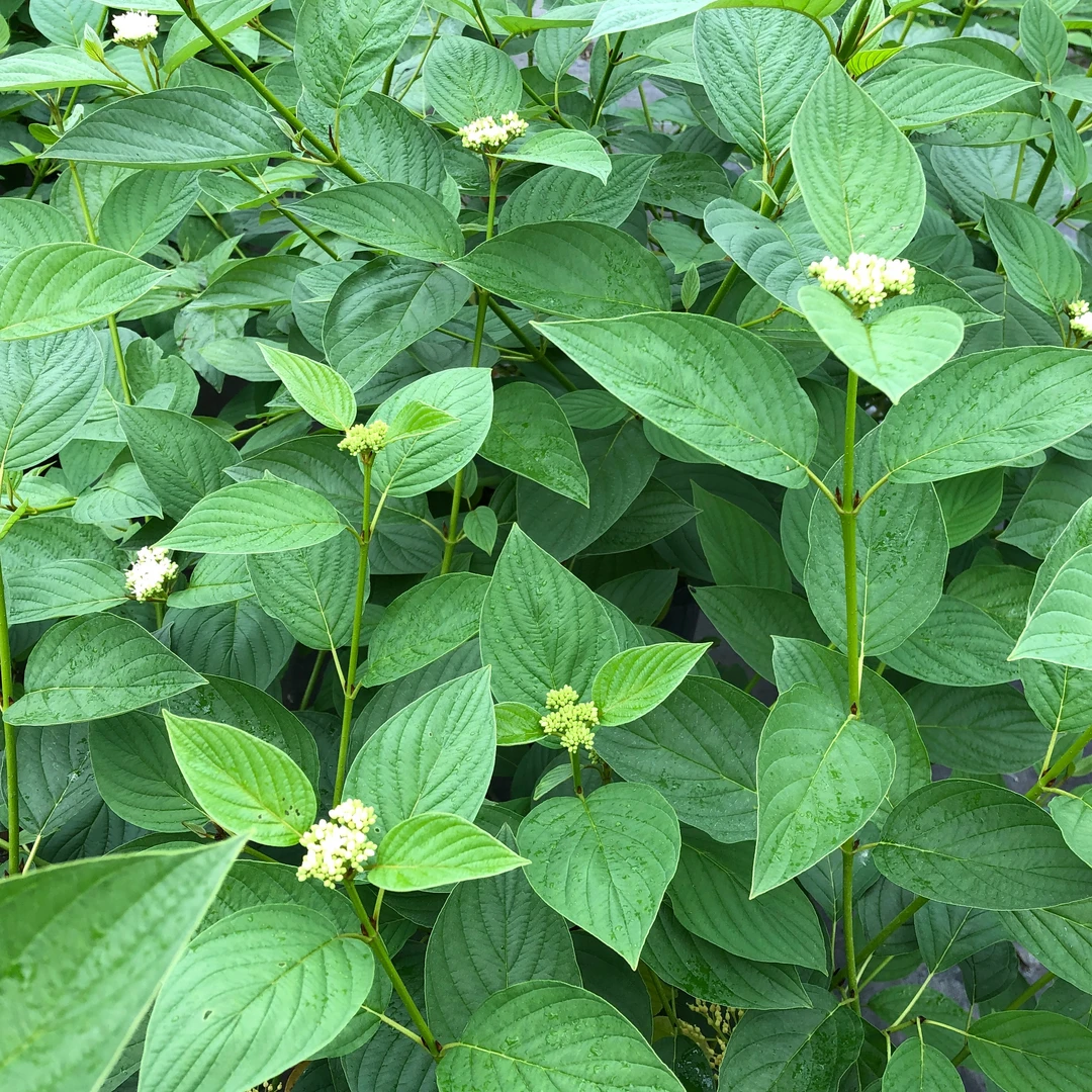 Arctic Fire® Yellow Red-Twig Dogwood - Image 3