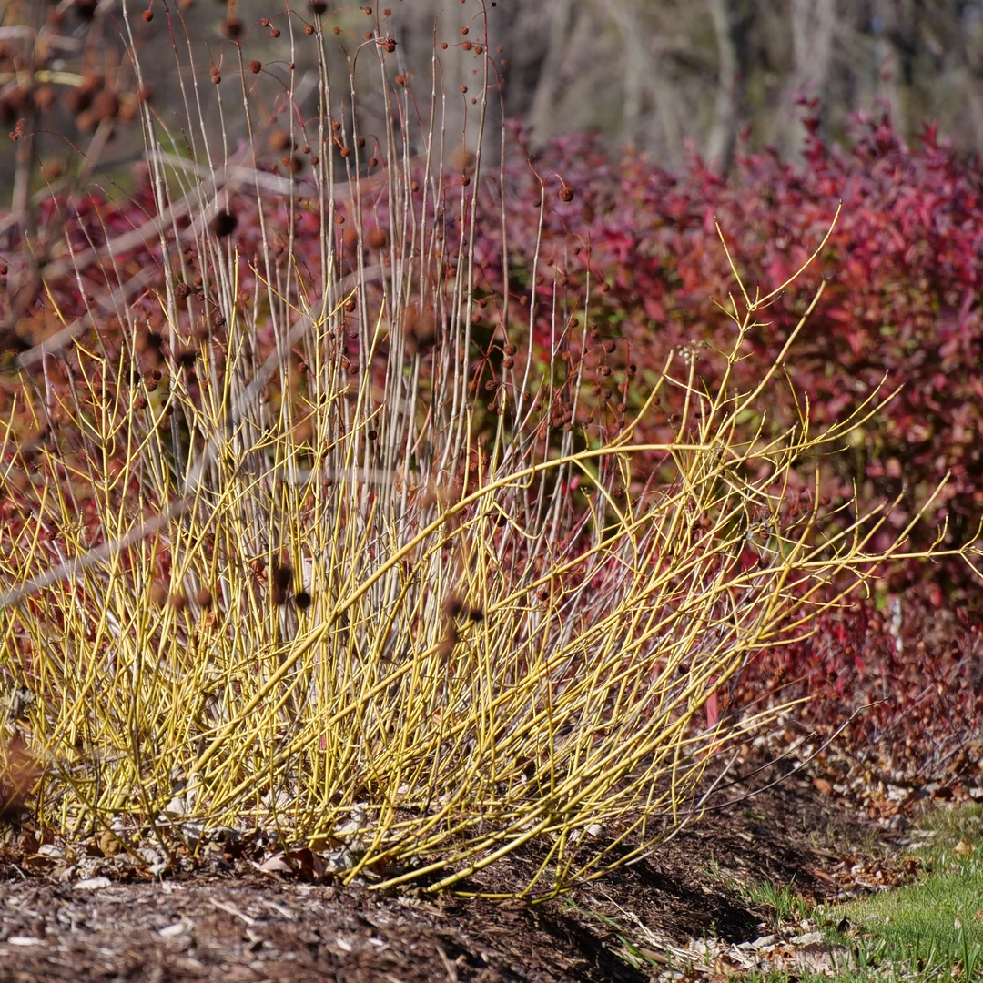 Arctic Fire® Yellow Red-Twig Dogwood