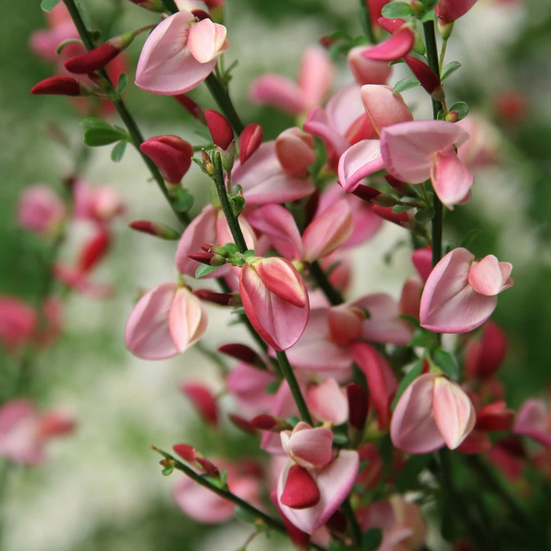 Sister Rosie® Scotch Broom - Image 3