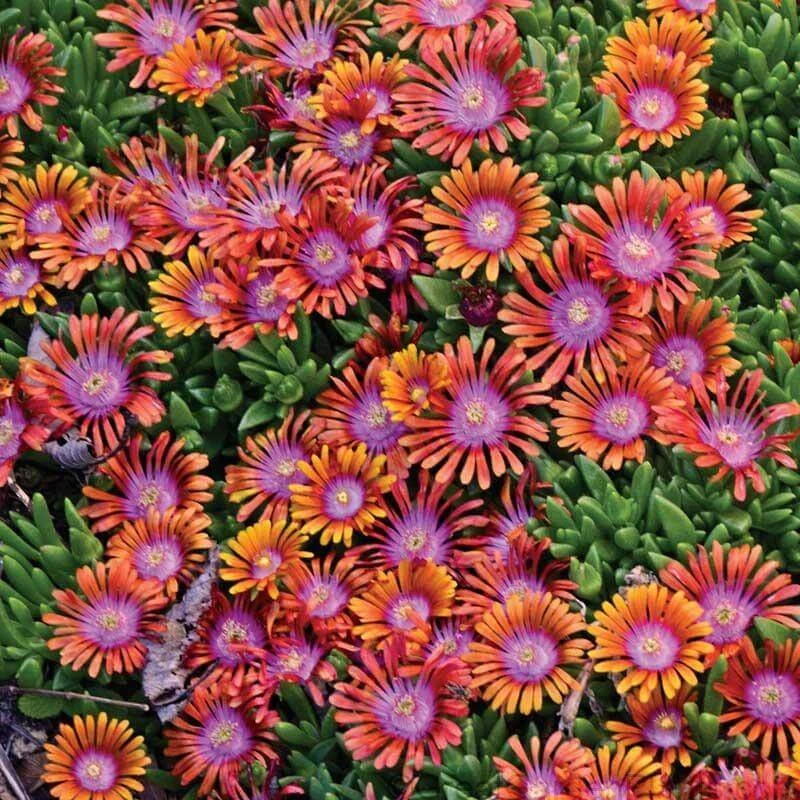 Fire Spinner® Ice Plant - Image 2
