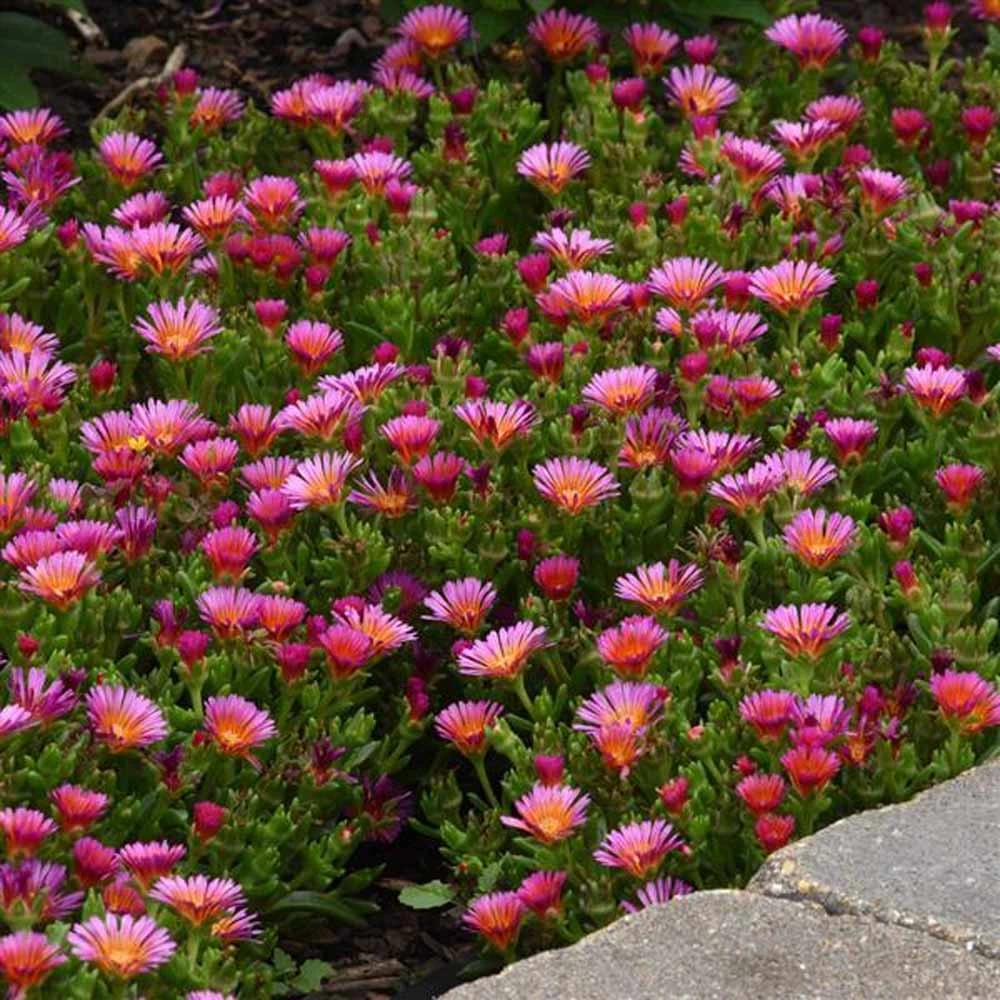 Ocean Sunset™ Orange Glow Ice Plant - Image 2