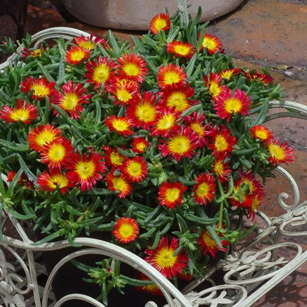 Wheels Of Wonder® Fire Wonder Ice Plant - Image 2