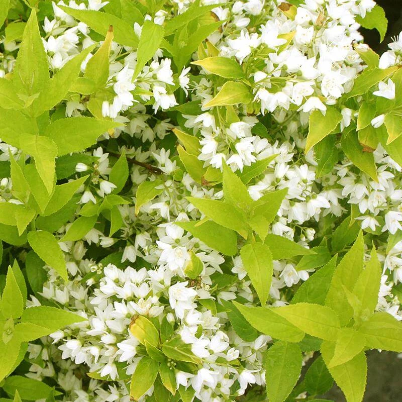 Chardonnay Pearls® Deutzia - Image 2