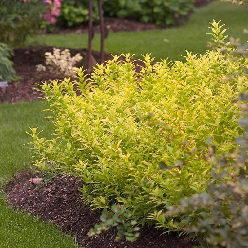 Chardonnay Pearls® Deutzia - Image 3