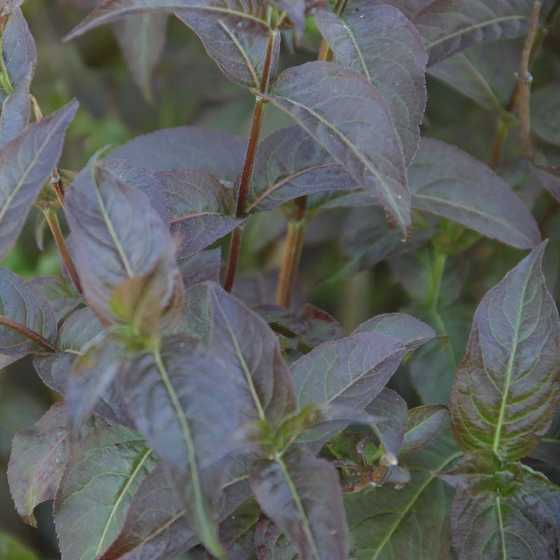 Kodiak® Black Diervilla - Image 3