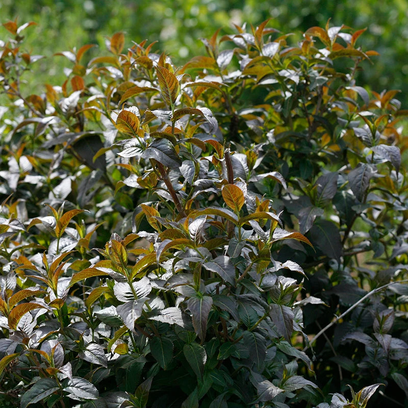 Kodiak® Black Diervilla - Image 4