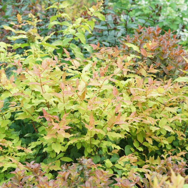 Kodiak Fresh™ Diervilla - Image 2