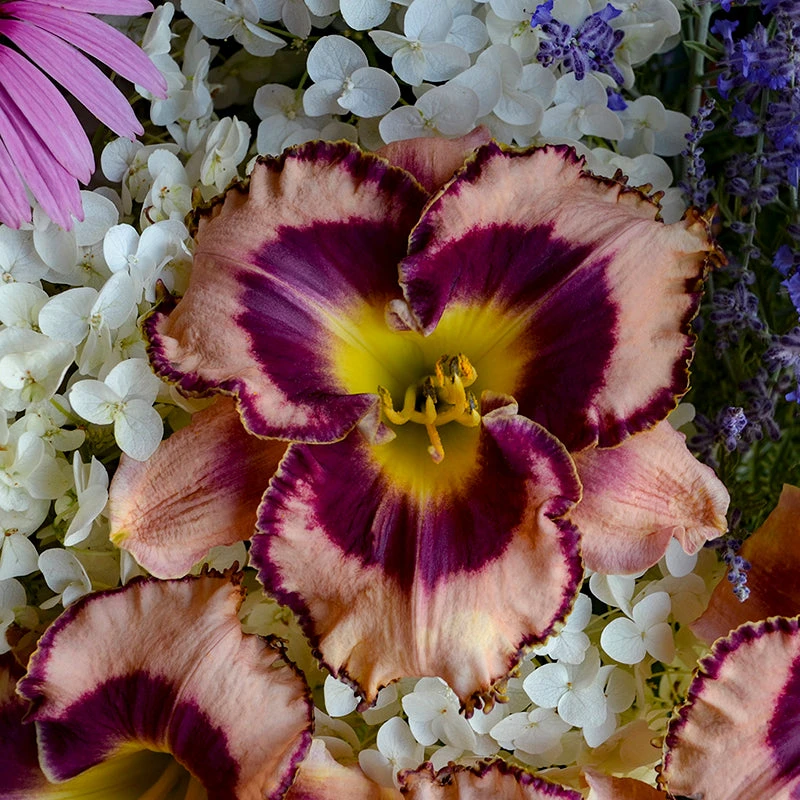 Rainbow Rhythm® 'Sound Of My Heart' Daylily - Image 4