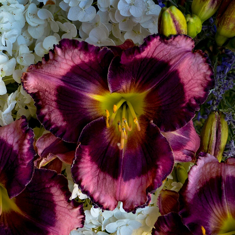 Rainbow Rhythm® 'Storm Shelter' Daylily - Image 4