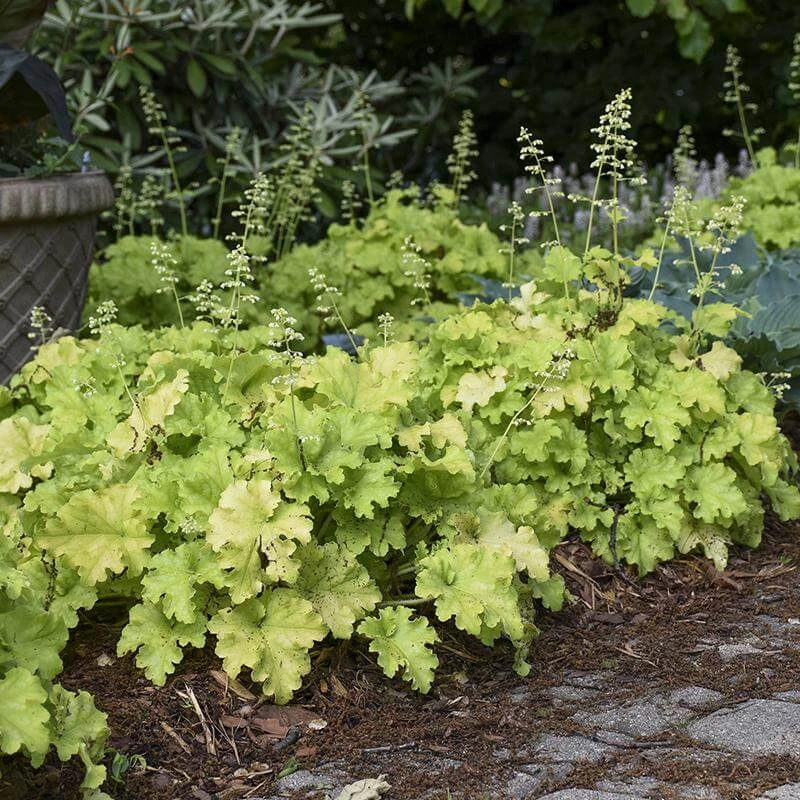 Dolce® 'Apple Twist' Coral Bells - Image 2