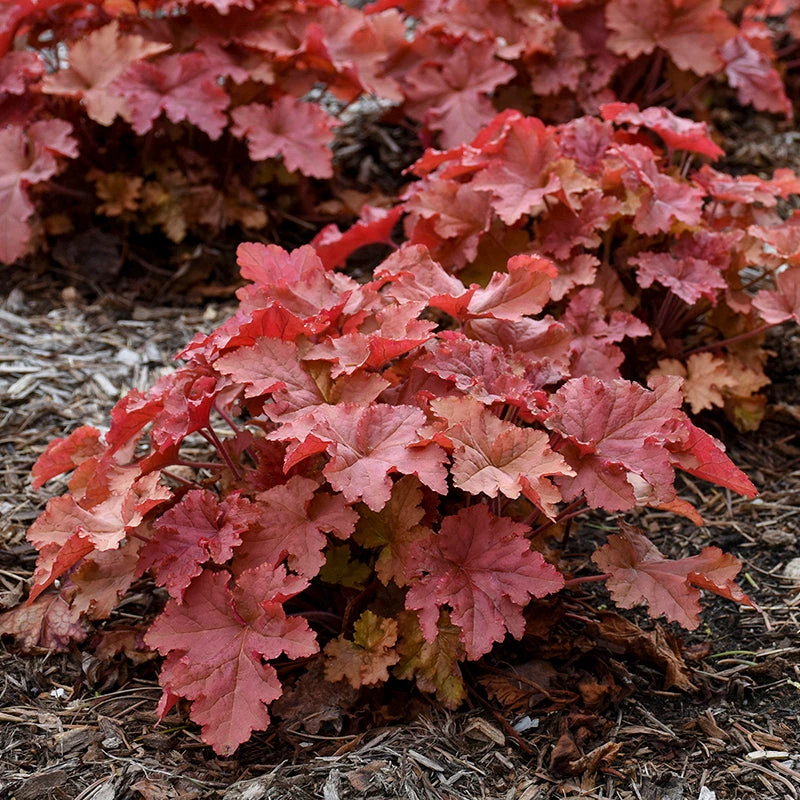 Primo® 'Peachberry Ice' Coral Bells - Image 2